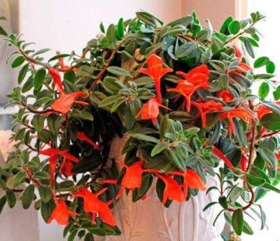 Колумнея — красиво цветущее растение - plant-growing.com - Индия - Мексика - Италия