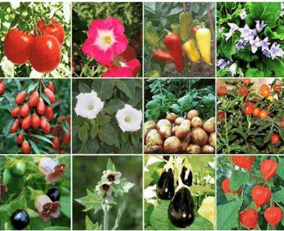 Семейства пасленовых растений: список популярных представителей семейства - sornyakov.net - Индия - Россия - Мексика