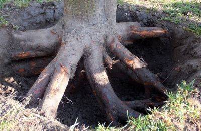 Способы уничтожения пней и корней спиленных деревьев на участке - sornyakov.net