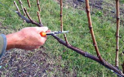 Когда лучше обрезать виноград осенью или весной: советы опытного садовода - sornyakov.net - г. Виноград