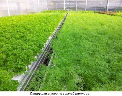Выращивание в теплице круглый год — зимняя теплица на участке - sornyakov.net - Ташкент