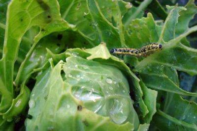Гусеницы на капусте – как бороться, чтобы не потерять урожай - ksew.info