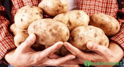 Сортировка картофеля своими руками: секреты и техники - agro-market.net