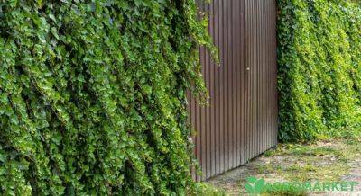 Вертикальное озеленение, лианы: создание живой зелени на стенах - agro-market.net
