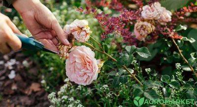 Как правильно обрезать розы после цветения - agro-market.net
