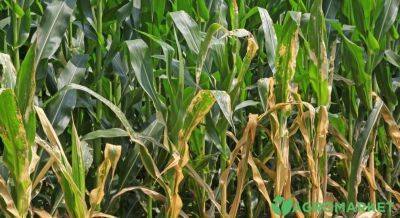 Болезни кукурузы: как их предотвратить и лечить - agro-market.net - Украина