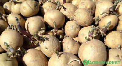 Как правильно проращивать картофель перед посадкой - agro-market.net