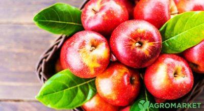Уход за яблоней весной - agro-market.net