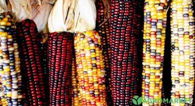 Сорта разноцветной кукурузы, и где ее используют - agro-market.net