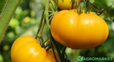 Лучшие сорта желтых томатов - agro-market.net - Украина