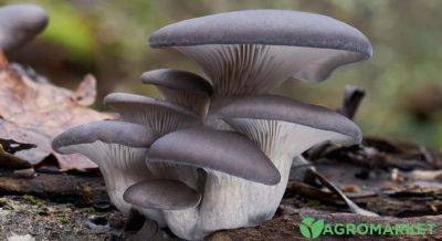 Ядовитые грибы похожие на вешенки - agro-market.net - Украина - Австралия