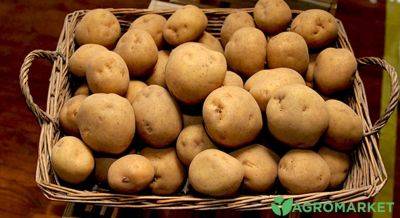 Дрожжи из картофеля - agro-market.net
