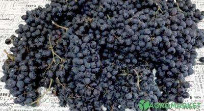 Как сделать вино из винограда - agro-market.net