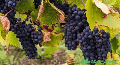 Как ускорить созревание винограда - agro-market.net - г. Виноград