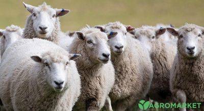 Как выбрать одеяло из овечьей шерсти - agro-market.net
