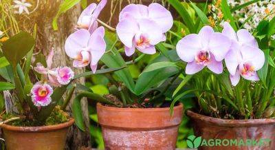 Уход за орхидеями летом - agro-market.net