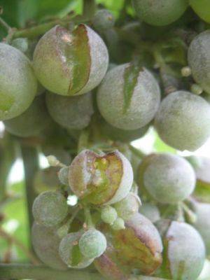 Почему виноград лопается и что делать - ksew.info - г. Виноград