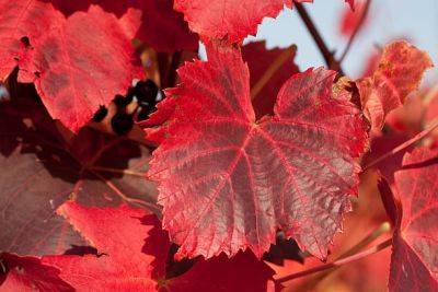 Покраснели листья винограда: нехватка микроэлементов, насекомые или грибок? - ksew.info - г. Виноград