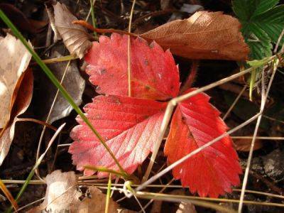Почему краснеют листья у клубники - ksew.info