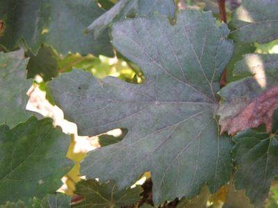 Белый налет на листьях винограда - ksew.info - г. Виноград