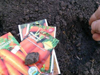 Благоприятные дни для посадки моркови в 2017 году - ksew.info
