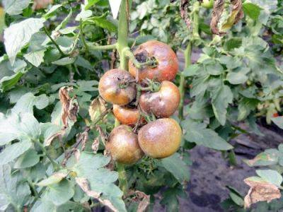 Как бороться с фитофторой на помидорах - ksew.info