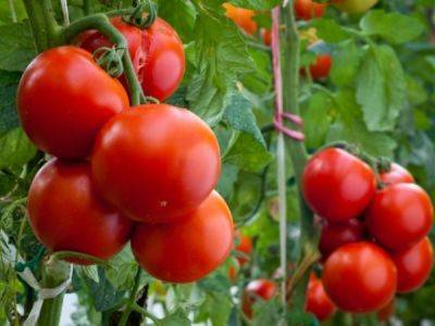 Уход за помидорами - ksew.info