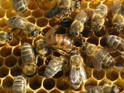 Племенная работа в пчеловодстве - ksew.info