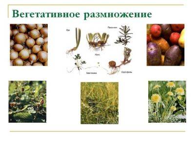 Вегетативное размножение растений - ksew.info