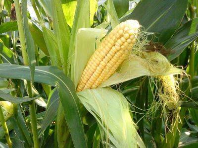 Выращивание кукурузы - ksew.info