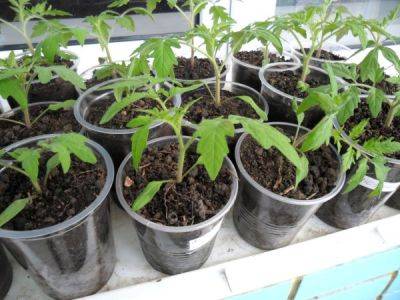 Выращивание рассады помидоров - ksew.info