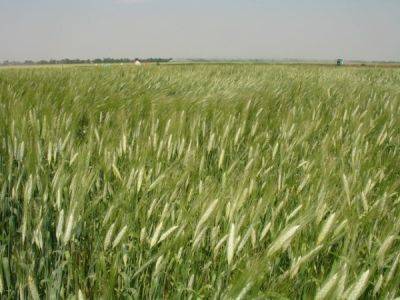 Удобрение яровой пшеницы - ksew.info