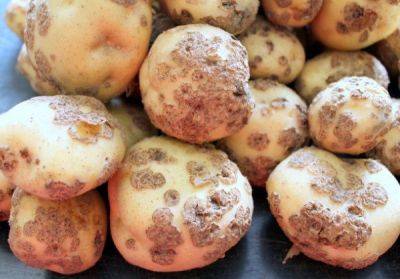 Парша картофеля - ksew.info