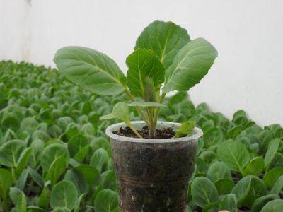 Выращивание рассады капусты - ksew.info