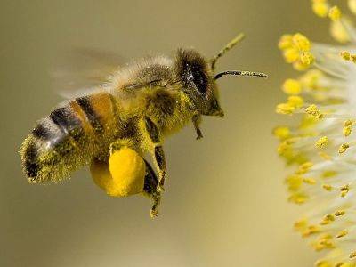 Роль пчел в опылении трав - ksew.info
