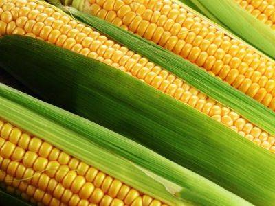 Кукуруза: характеристика, виды, описание, биологические особенности - ksew.info