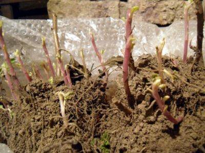 Размножение хризантем делением куста и семенами - ksew.info