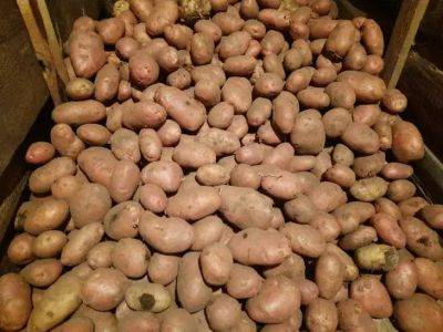Как защитить картошку от всех болезней: заполните посадочные лунки мусором - belnovosti.by