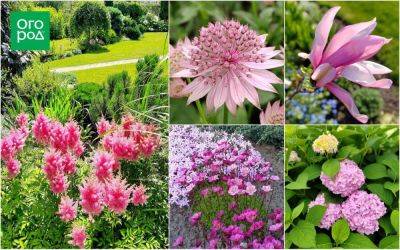 Сад в розовых тонах. Опытом делится цветовод из Беларуси - ogorod.ru - Белоруссия