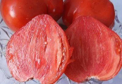 Сорт томата Гребешки розовые: описание, фото, отзывы - fermilon.ru