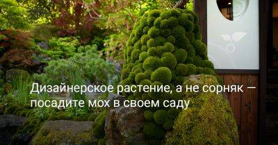 Дизайнерское растение, а не сорняк — посадите мох в своем саду - botanichka.ru