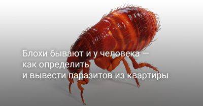Блохи бывают и у человека — как определить и вывести паразитов из квартиры - botanichka.ru