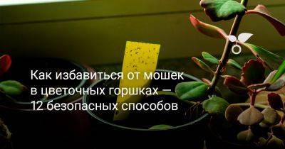 Как избавиться от мошек в цветочных горшках — 12 безопасных способов - botanichka.ru