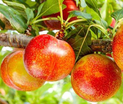 Шарафуга (гибрид абрикоса, персика и сливы): описание и фото дерева, сорта, отзывы - fermilon.ru