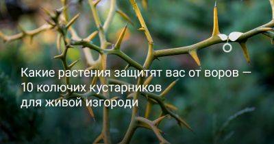 Какие растения защитят вас от воров — 10 колючих кустарников для живой изгороди - botanichka.ru