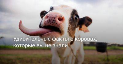 Удивительные факты о коровах, которые вы не знали - botanichka.ru - Турция - Сирия