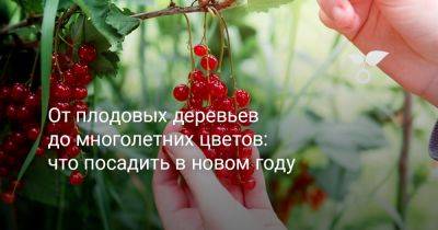 От плодовых деревьев до многолетних цветов: что посадить в новом году - botanichka.ru