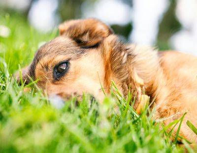 Клещ у собаки: как вытащить и защитить домашних животных - aogarden.ru
