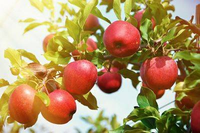 Подкормка яблонь осенью - какие удобрения вносить для хорошей зимовки - aogarden.ru