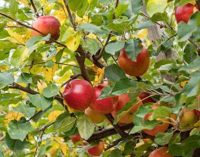 Подкормка плодовых деревьев и кустарников - aogarden.ru